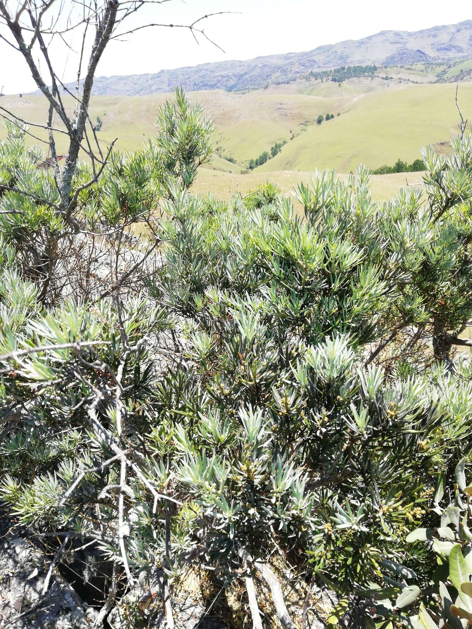 Image of Podocarpus capuronii de Laub.