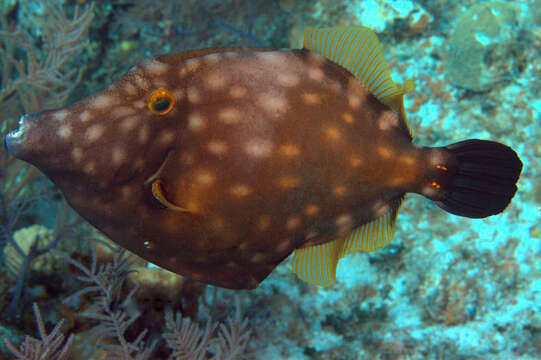 Слика од Cantherhines macrocerus (Hollard 1853)