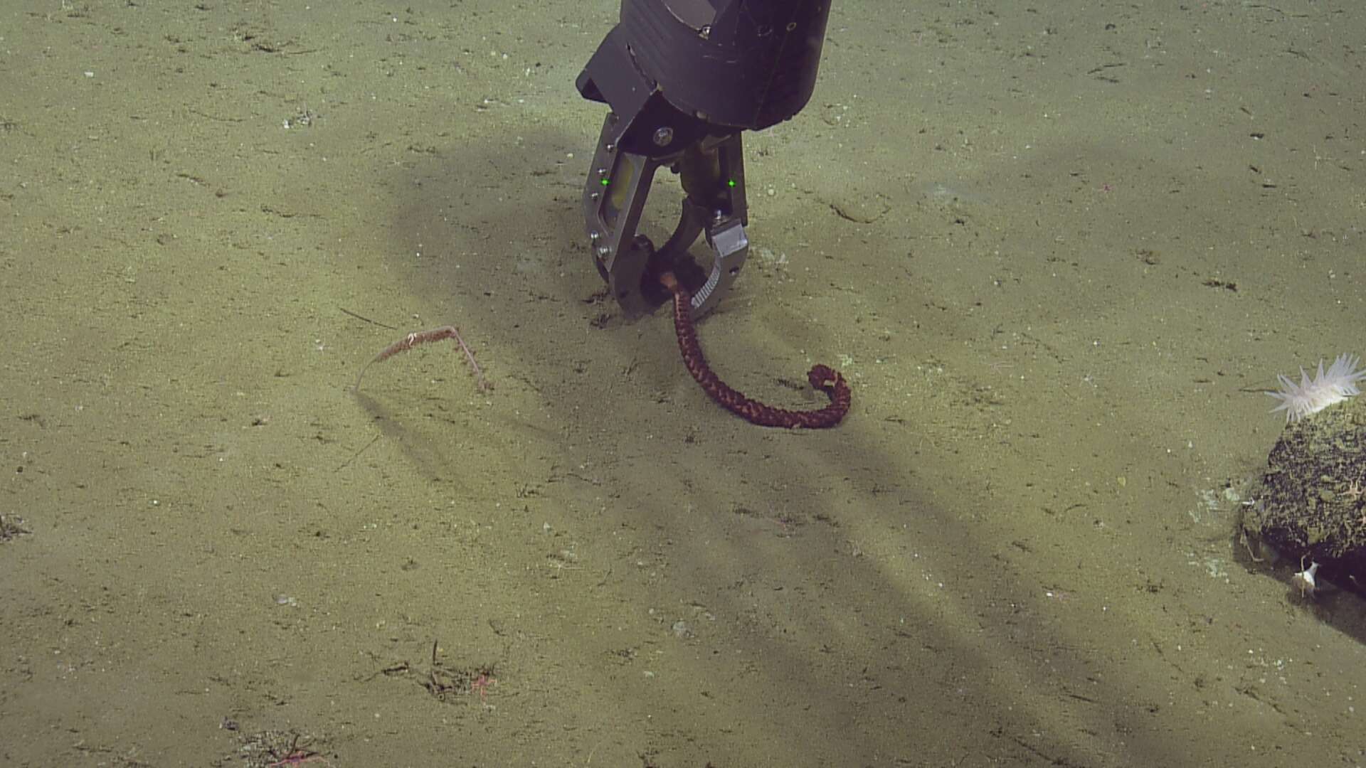 Image of full-flowered sea pen