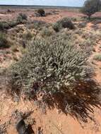 Imagem de Eremophila rotundifolia F. Muell.