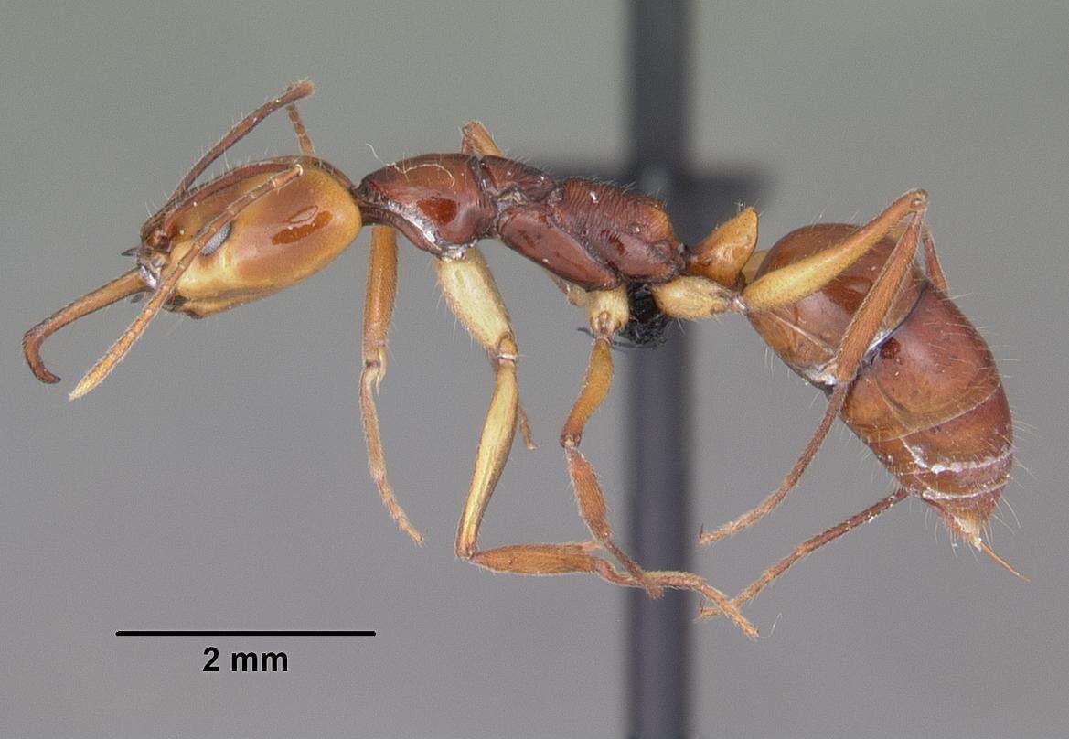 Image of Anochetus goodmani