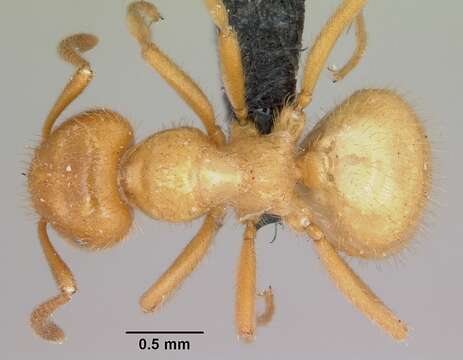 Image de Lasius latipes