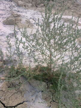 Image of Artemisia marschalliana Spreng.