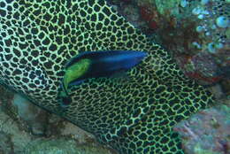 Image of Bicolor Cleaner Wrasse