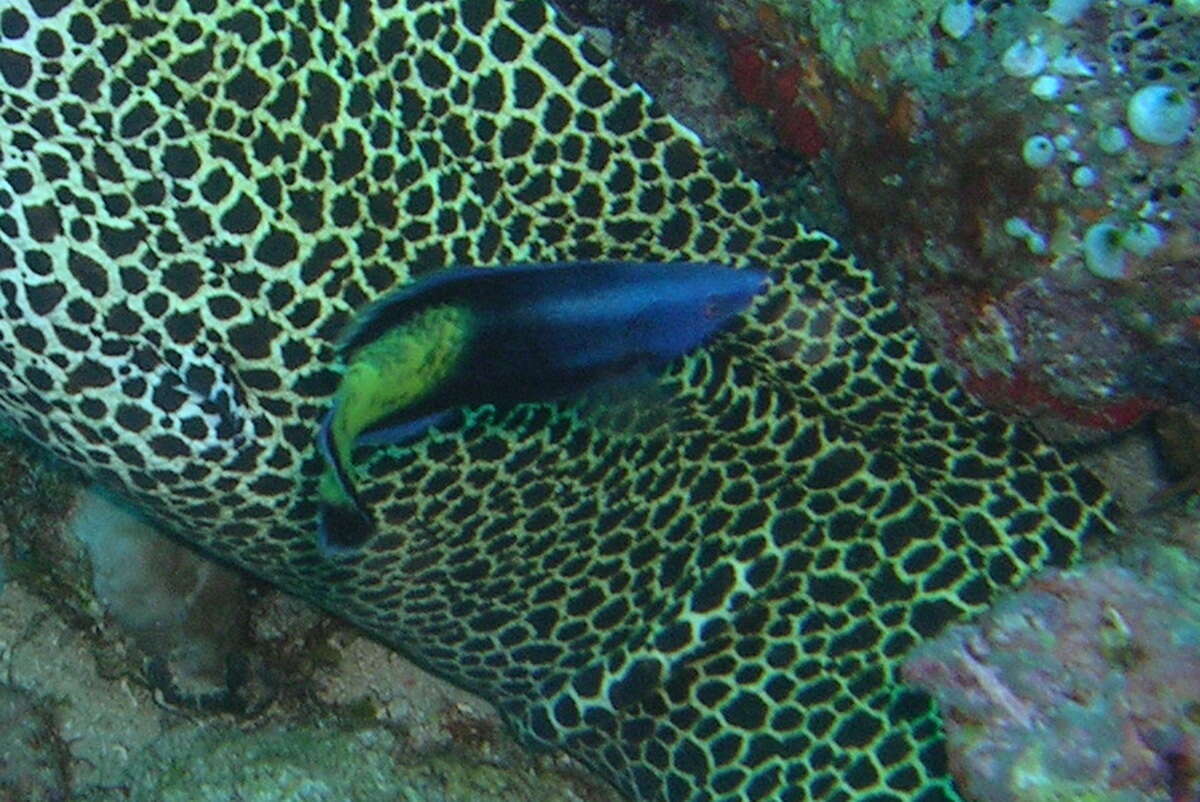 Image of Bicolor Cleaner Wrasse