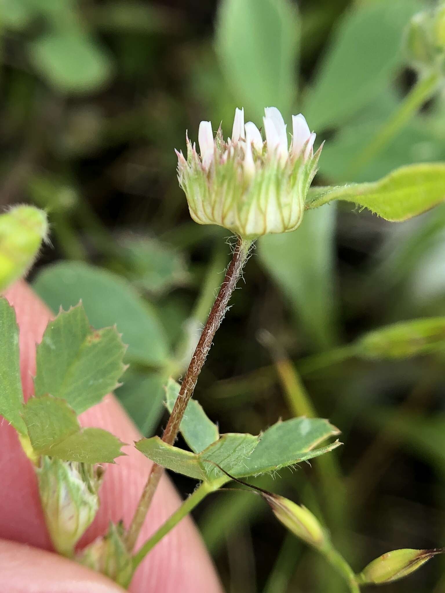 Image of thimble clover