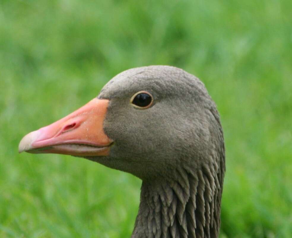 Image of Greylag Goose