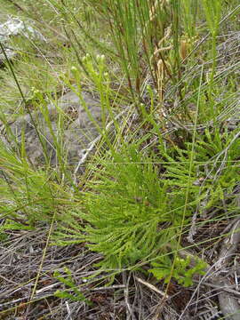 Imagem de Diphasiastrum zanclophyllum (J. H. Wilce) Holub