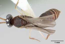 Image of Anochetus pattersoni