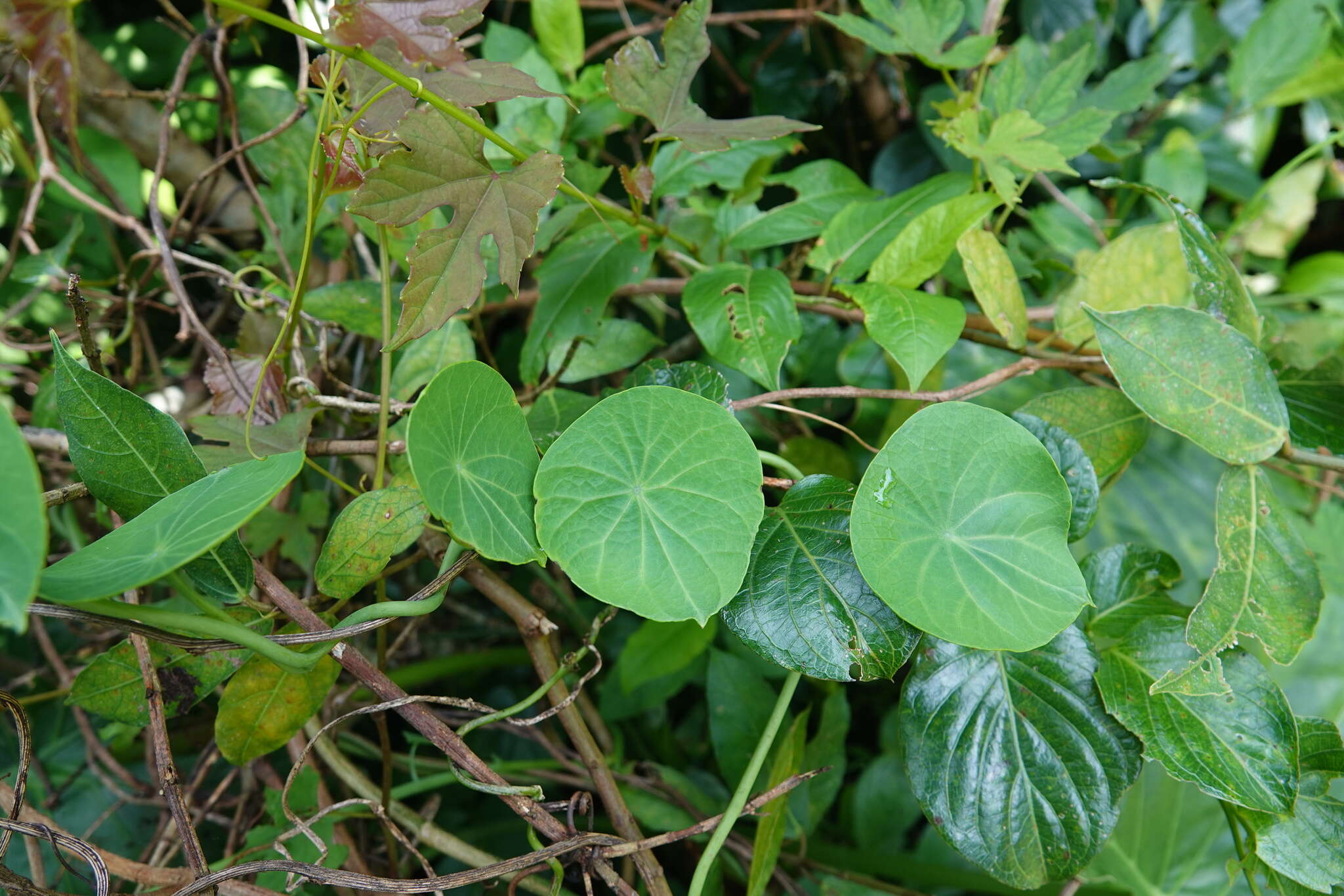 Image of Stephania corymbosa (Bl.) Walp.