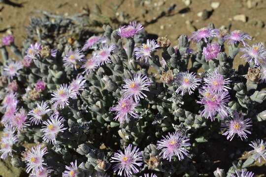 Слика од Ruschia grisea (L. Bol.) Schwant.