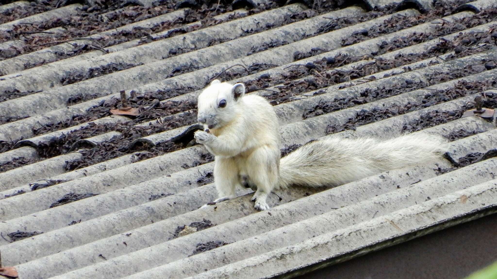 Image of Finlayson’s Squirrel