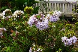 Sivun Veronica diosmifolia R. Cunn. kuva