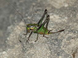 Image of Eupholidoptera tyrrhenica Allegrucci, Massa, Trasatti & Sbordoni 2014