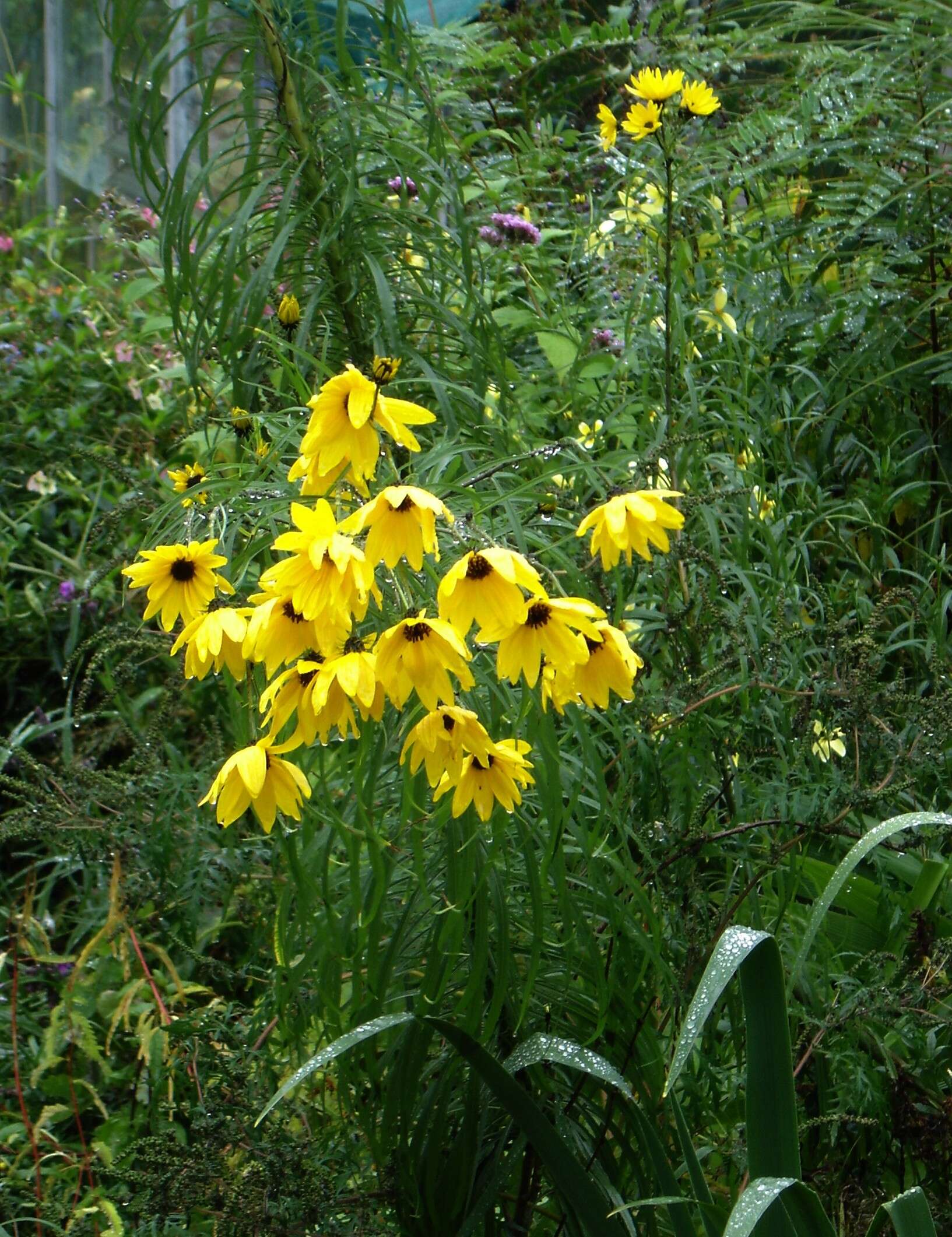 Image of willowleaf sunflower