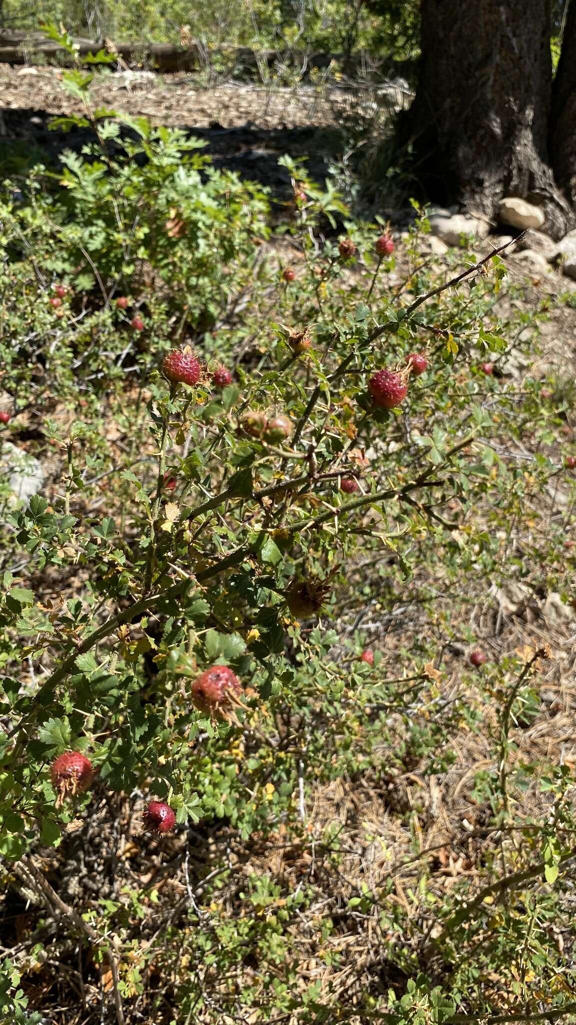 Rosa stellata Woot. resmi