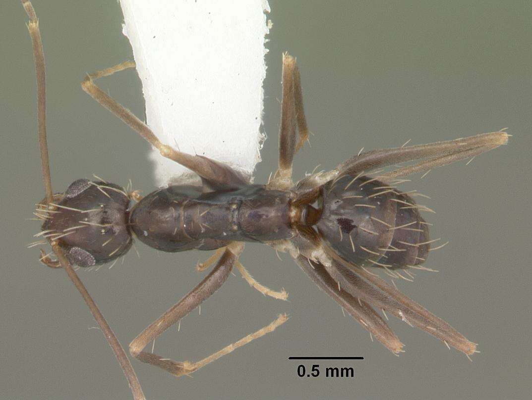 Image of Black Crazy Ant