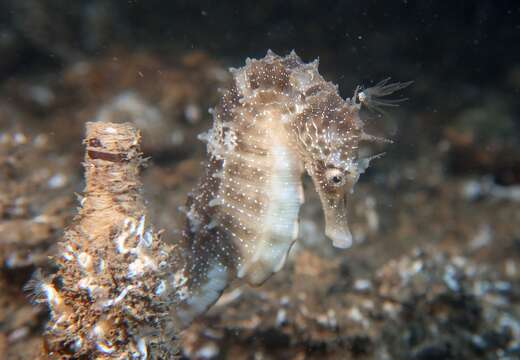 Image of Long-snouted Seahorse