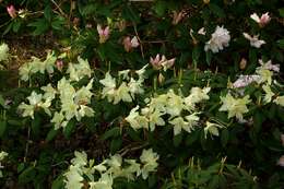 Image of Rhododendron keiskei Miq.