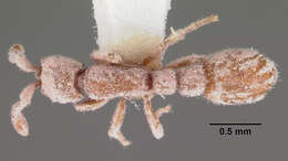 Image of Ant