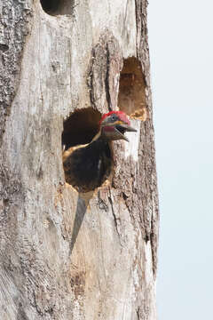 Image of Lineated Woodpecker