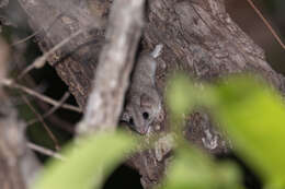Image of Fawn Antechinus