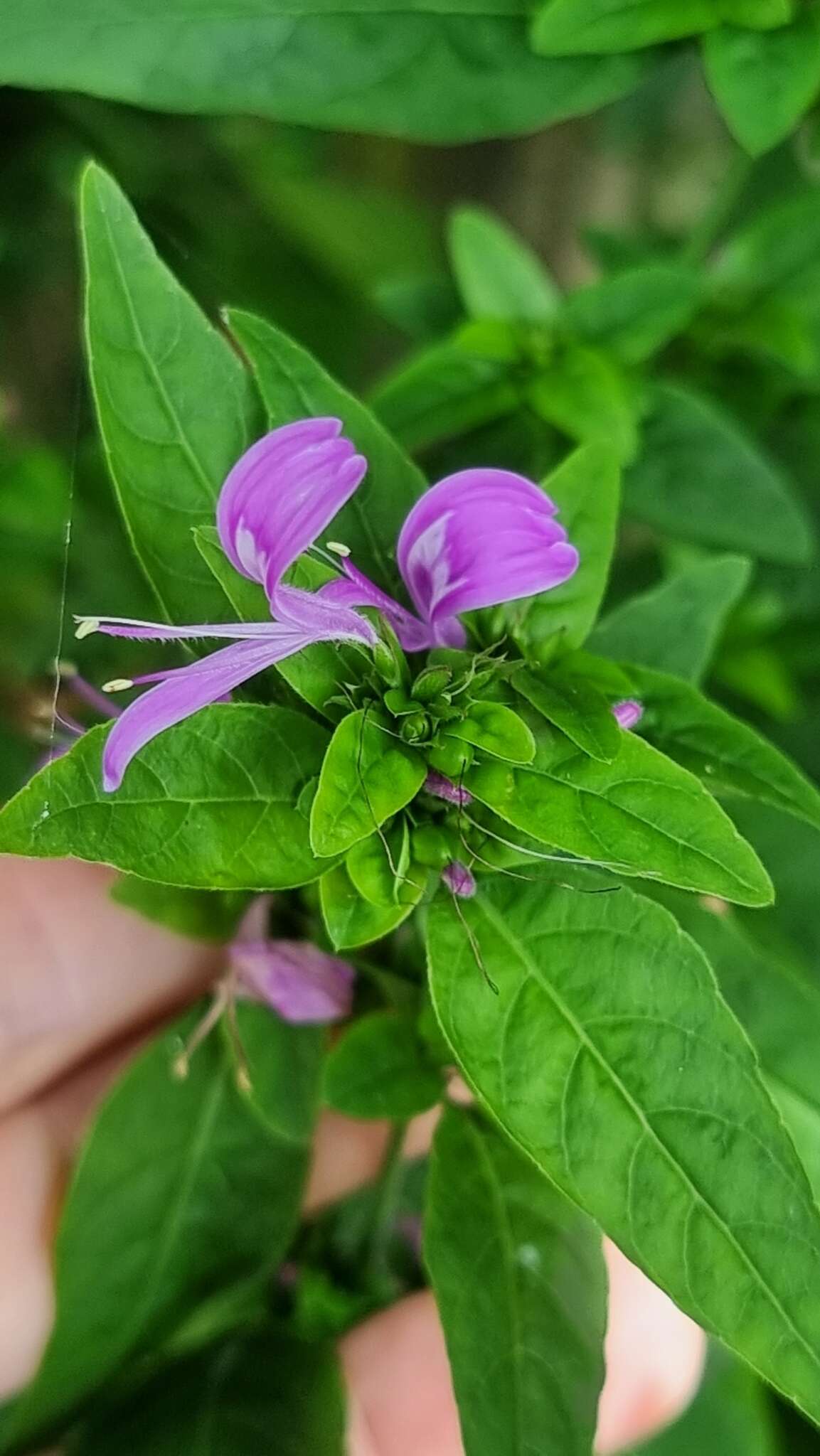 Hypoestes floribunda R. Br. resmi