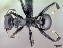 Imagem de Cephalotes alfaroi (Emery 1890)