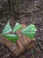 Image of Fishtail Palm