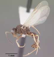 Image of Odorous House Ant