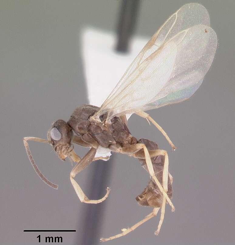 Image of Odorous House Ant