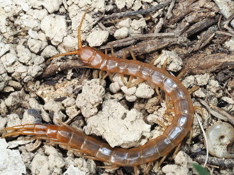 Image of Scolopendra cretica Lucas 1853