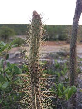 Image of Leocereus bahiensis Britton & Rose