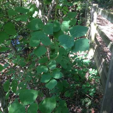 Image of kudzu