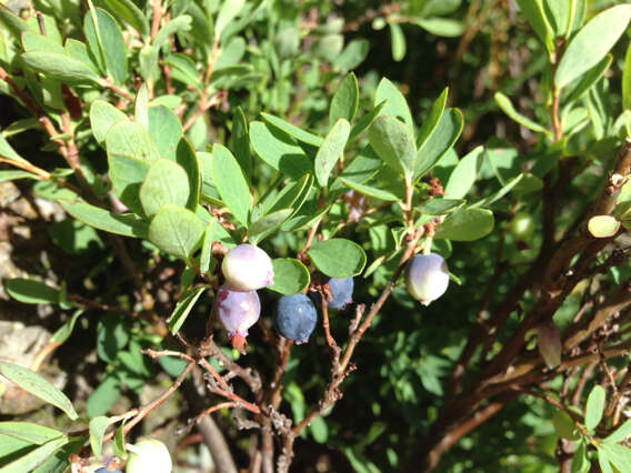 Plancia ëd Vaccinium uliginosum subsp. occidentale (A. Gray) Hulten