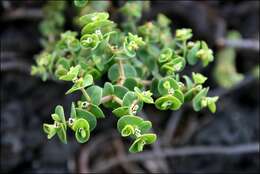 Imagem de Euphorbia amplexicaulis Hook. fil.