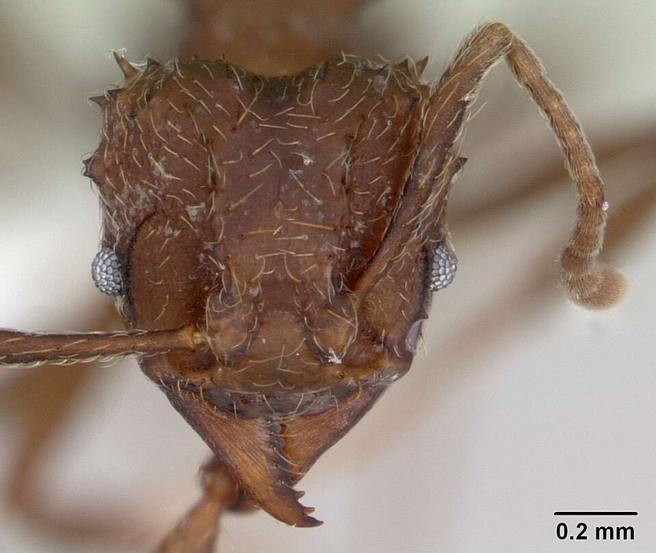 Imagem de Acromyrmex crassispinus (Forel 1909)