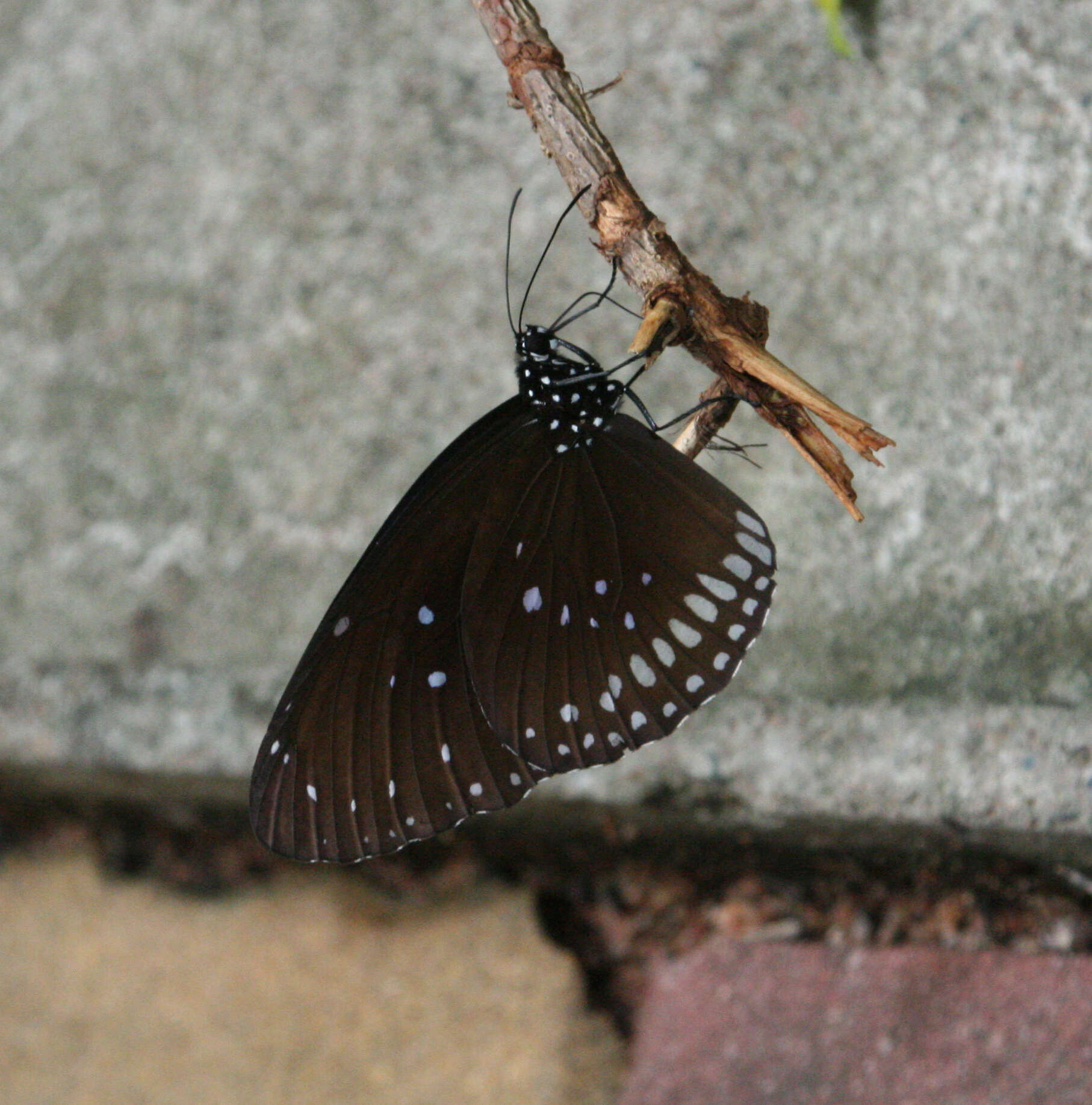 Image of <i>Euploea core godartii</i>