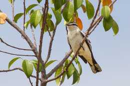 Image of White-shouldered Triller