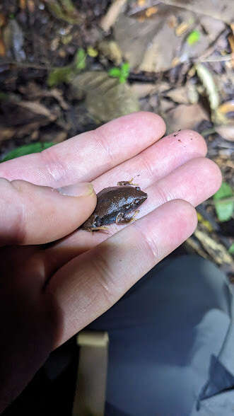 Image of Southern Narrow-mouthed Toad