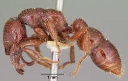 Image of Dracula Ants