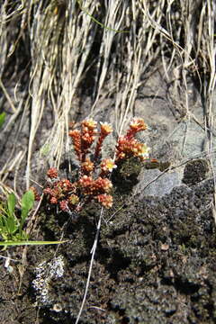 Image of Sedum tenellum M. Bieb.