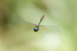 Image of Fat-bellied Emerald