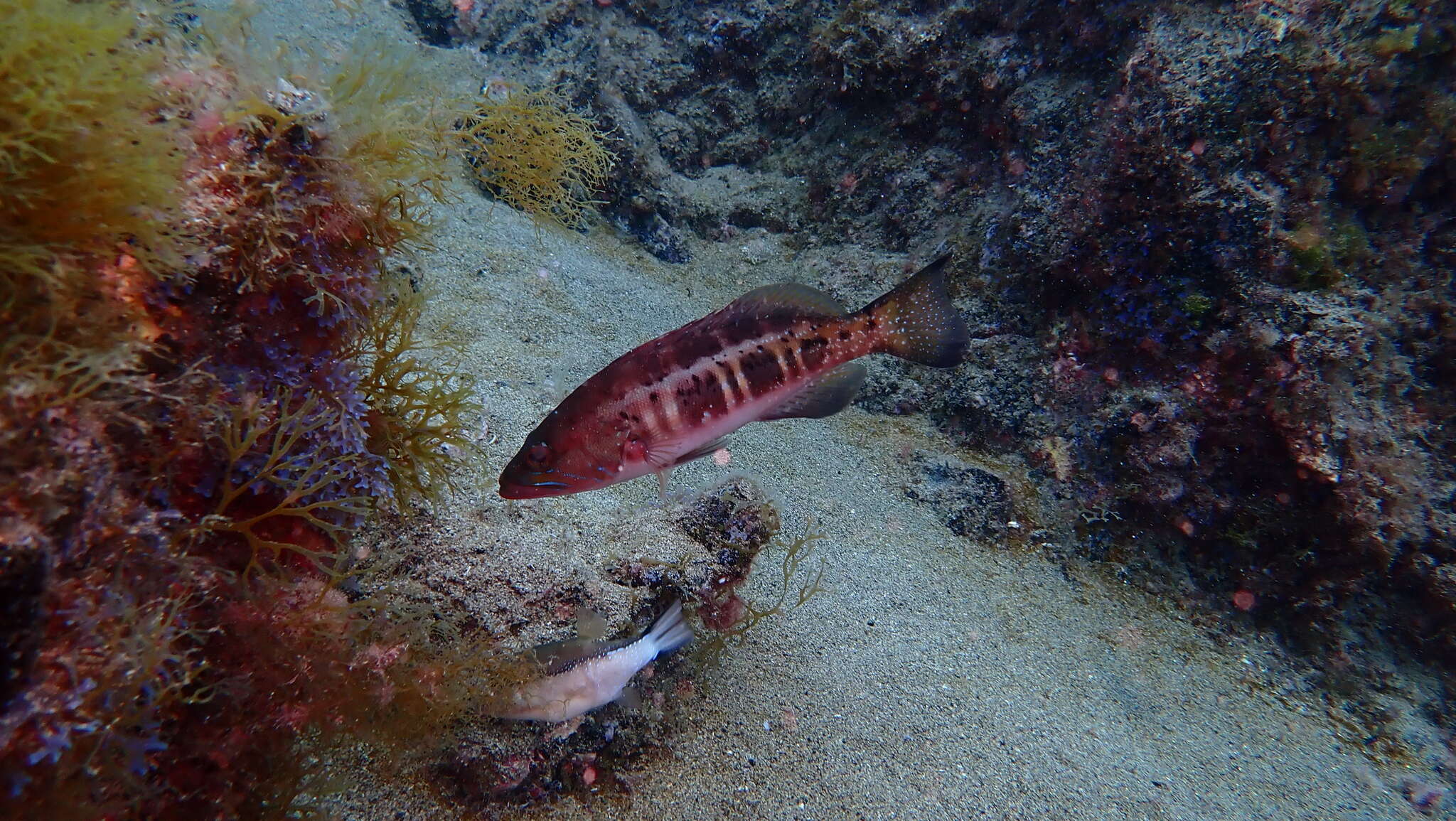 Serranus atricauda Günther 1874 resmi