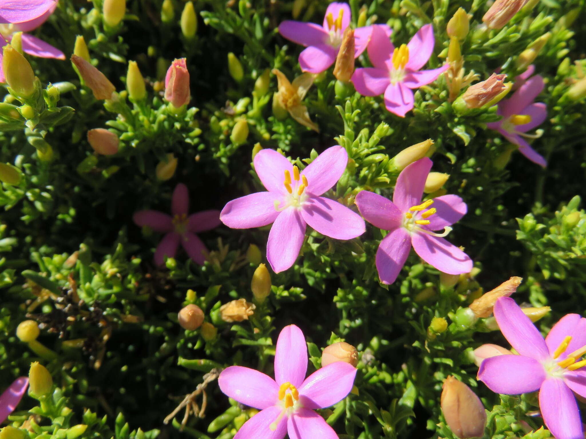 Image de Chironia baccifera L.