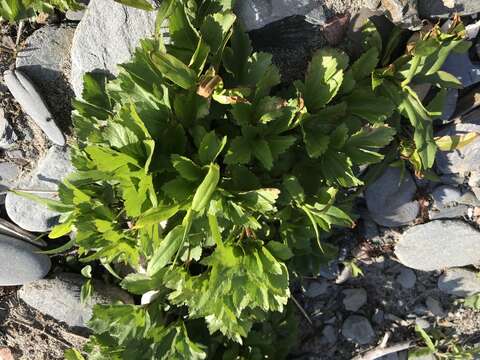 Ligusticum scoticum subsp. scoticum resmi