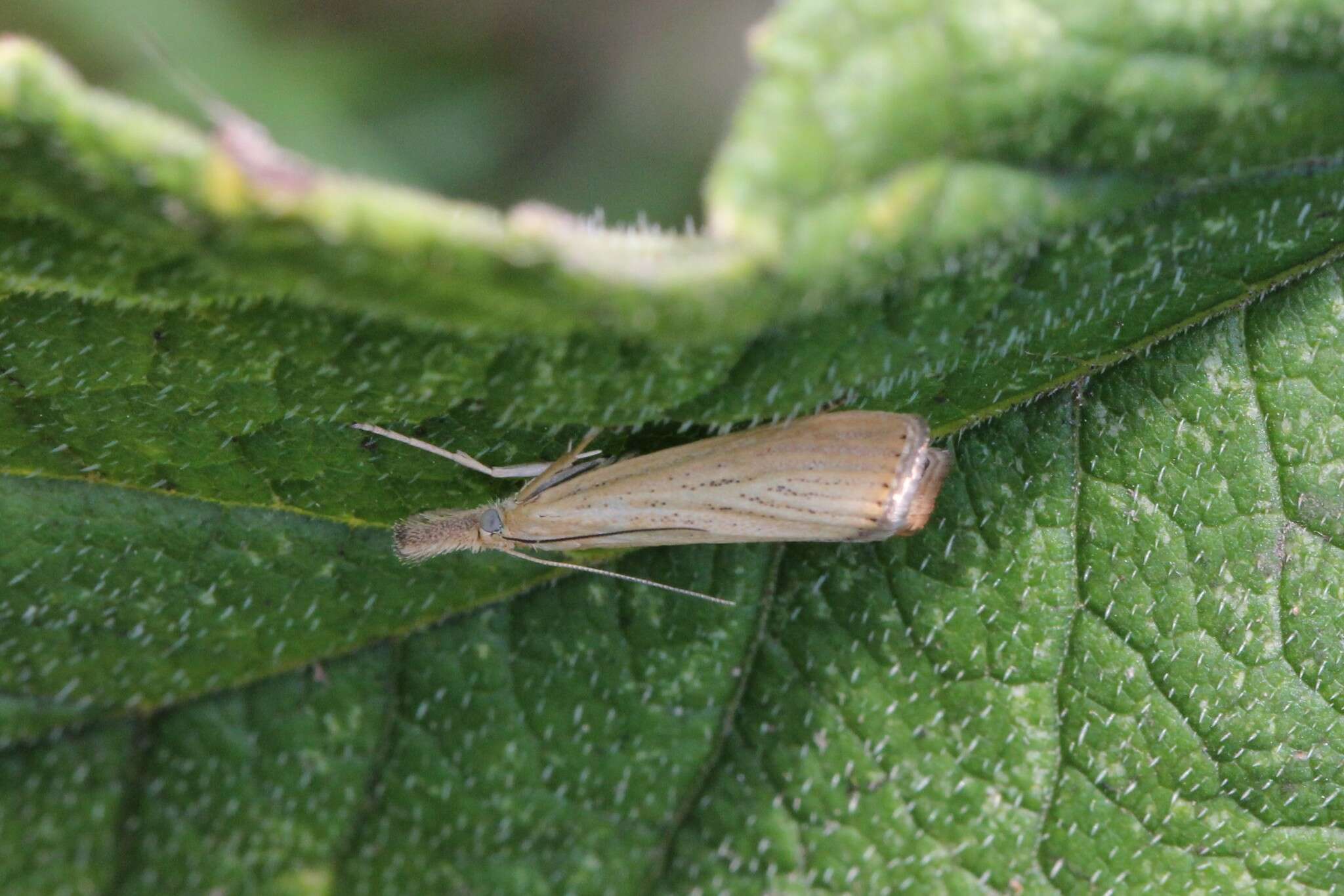 صورة Agriphila straminella