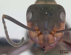 Image of Black-backed meadow ant