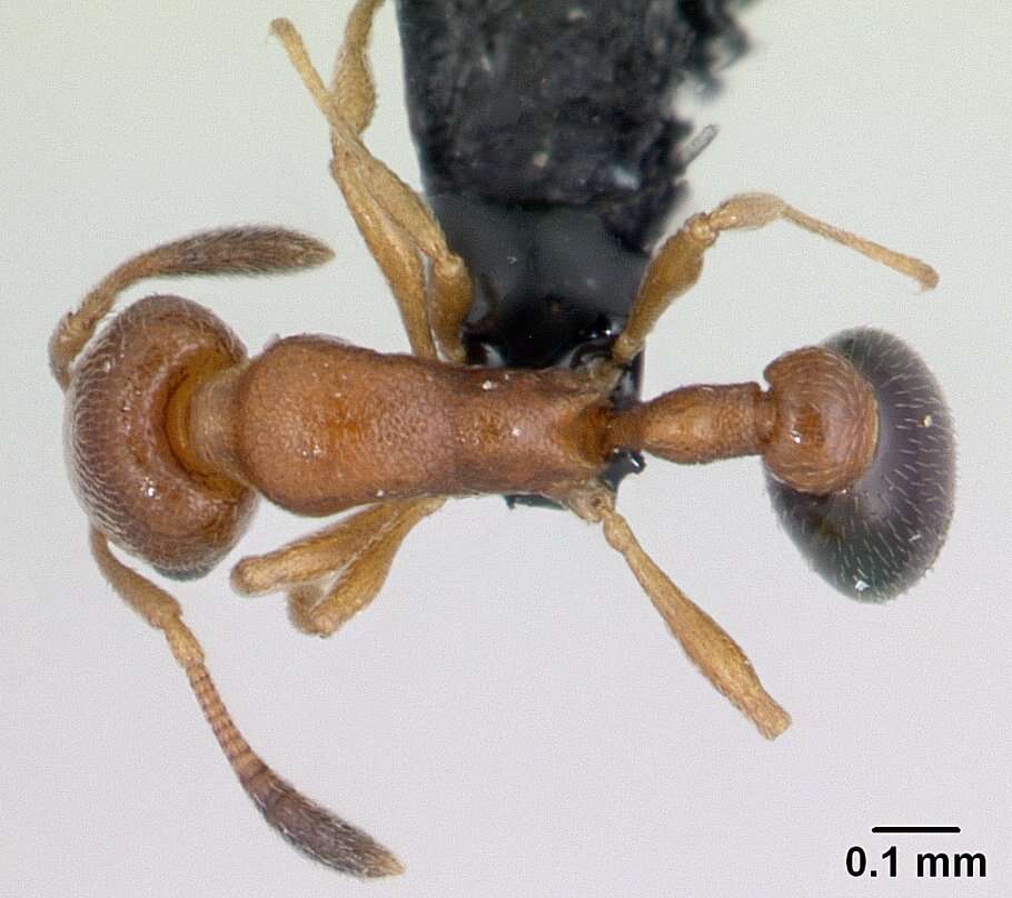 Image of Ant