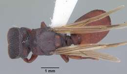 Cephalotes varians (Smith 1876) resmi